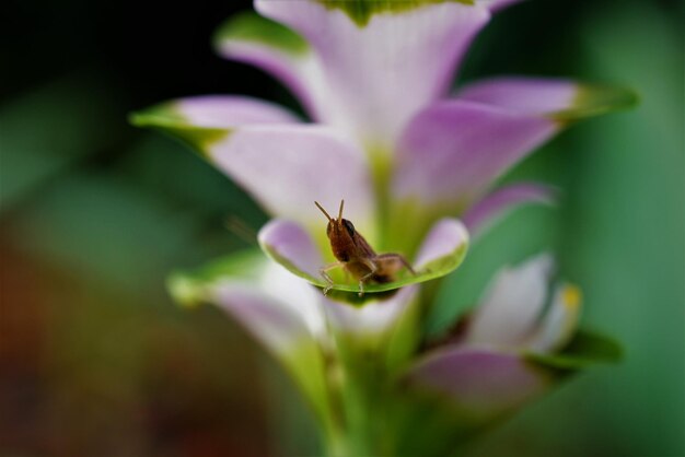 Close-up of insect on flower