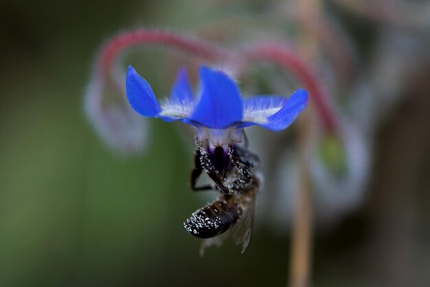 Photo close-up of insect on flower