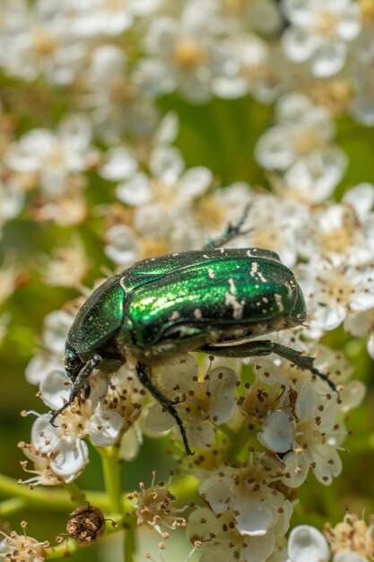 Photo close-up of insect on flower