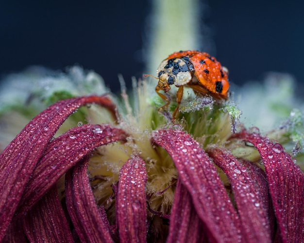 Close-up of insect on flower