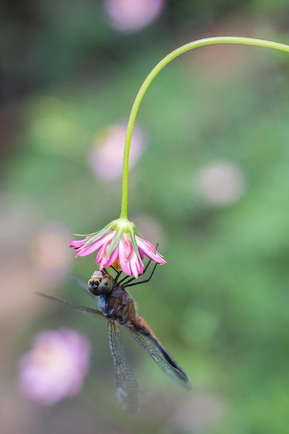 Photo close-up of insect on flower