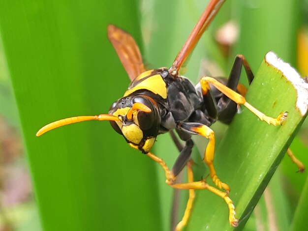 Close-up of insect on flower