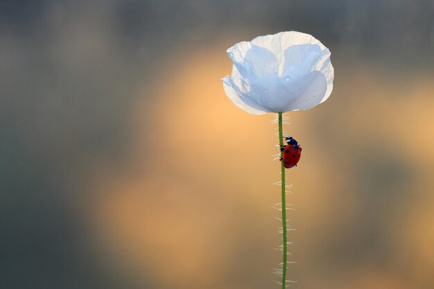 Photo close-up of insect on flower