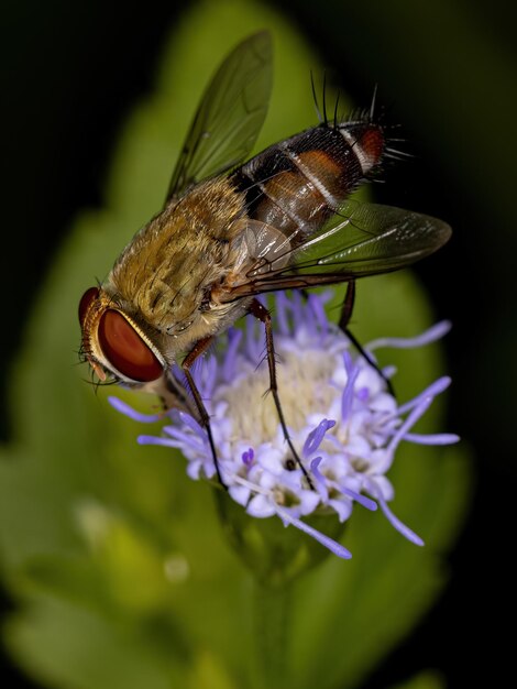 Foto prossimo piano di un insetto sul fiore