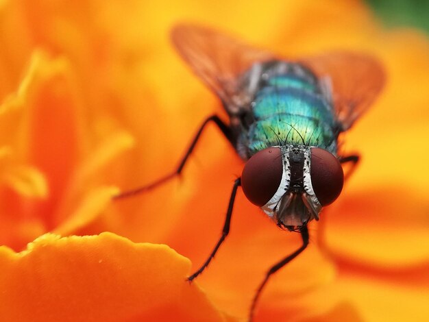 Close-up of insect on flower