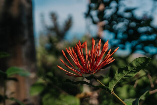 Foto prossimo piano di un insetto sul fiore