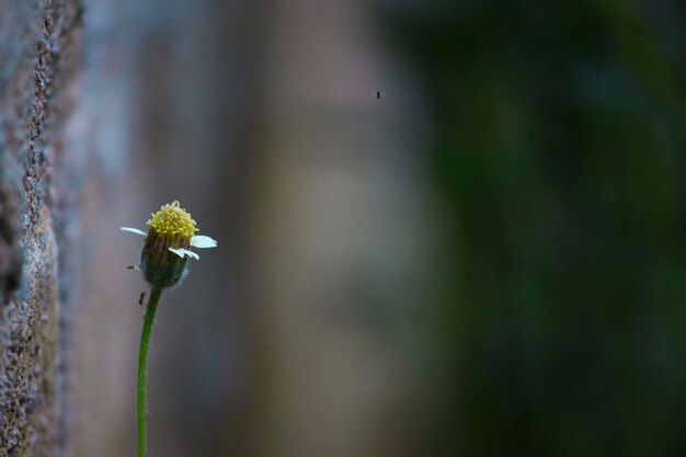 Close-up of insect on flower