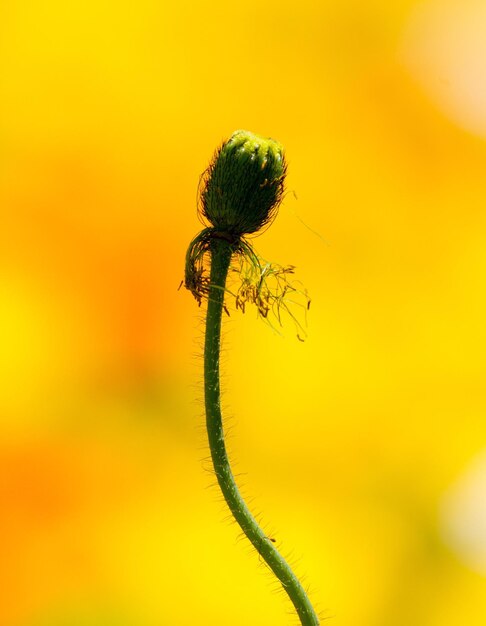 Close-up of insect on flower