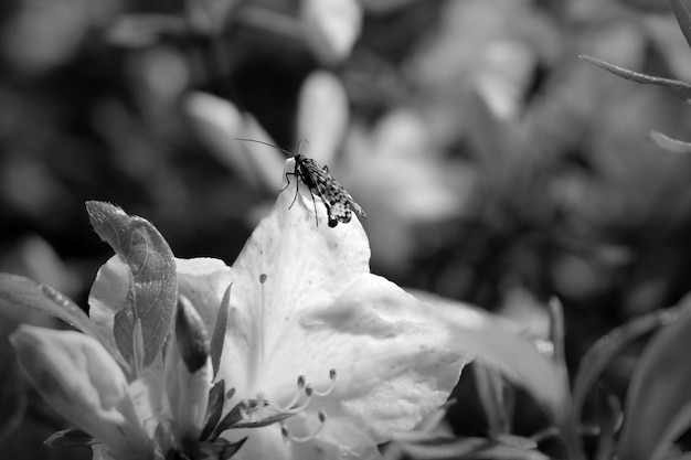 Photo close-up of insect on flower