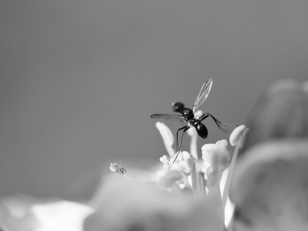 Photo close-up of insect on flower