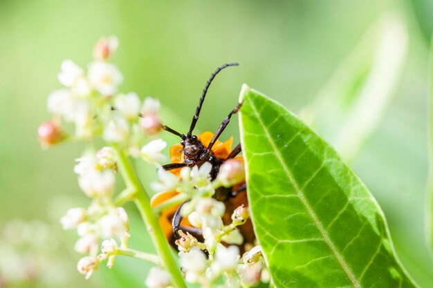 Close-up of insect on flower