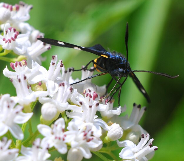 Close-up of insect on flower