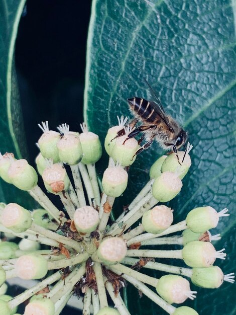 Close-up of insect on flower