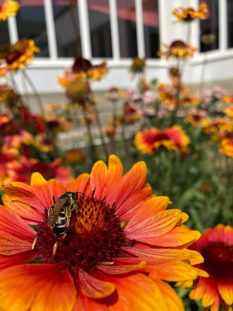 Close-up of insect on flower