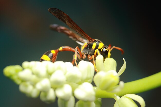 Close-up of insect on flower