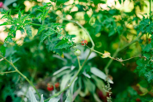 花の上の昆虫のクローズアップ