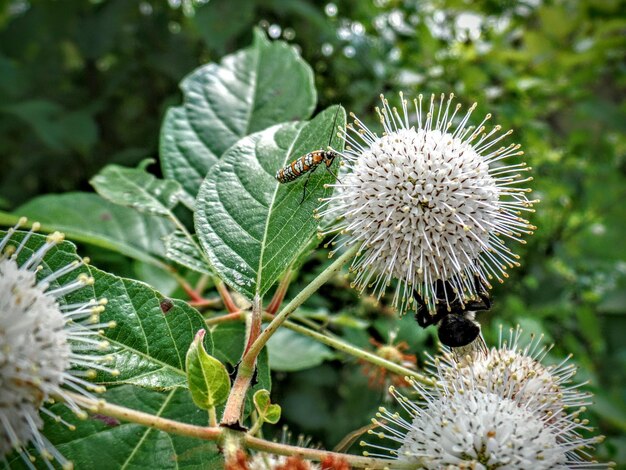 Foto prossimo piano di un insetto sul fiore