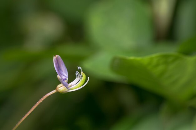 Close-up of insect on flower