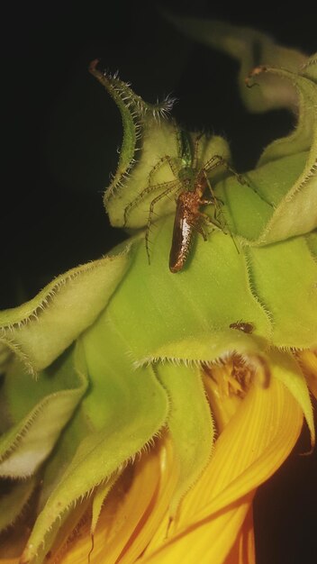 Photo close-up of insect on flower