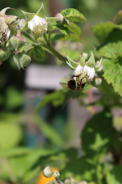 Close-up of insect on flower