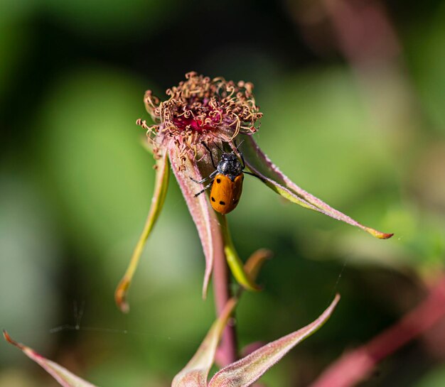 Close-up of insect on flower