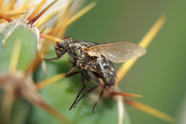 Close-up of insect on flower