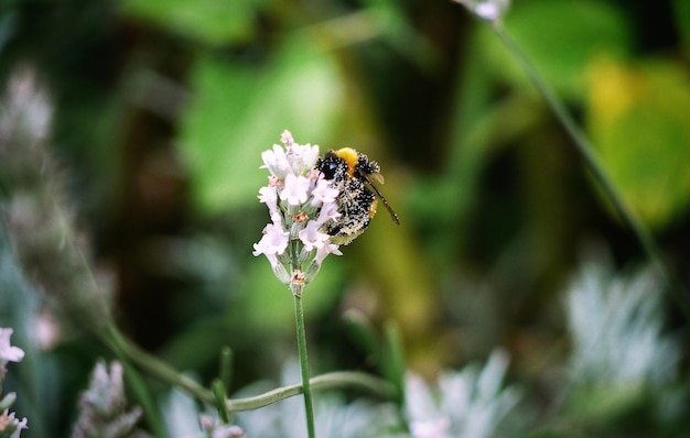 Close-up of insect on flower