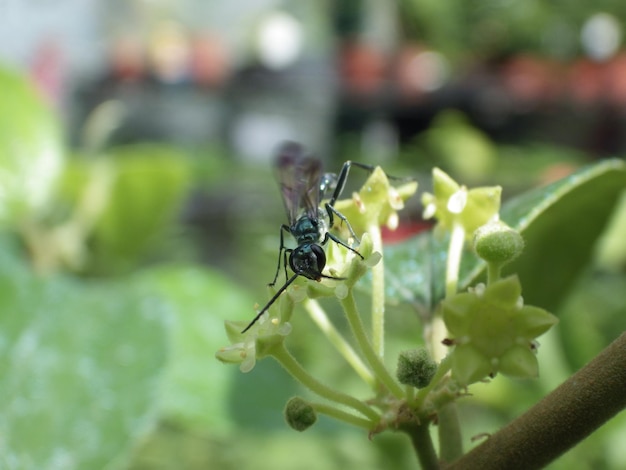 Photo close-up of insect on flower