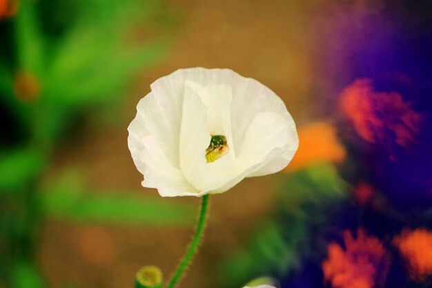 Foto prossimo piano di un insetto sul fiore