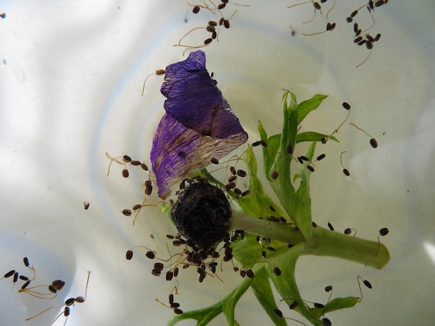 Foto prossimo piano di un insetto sul fiore