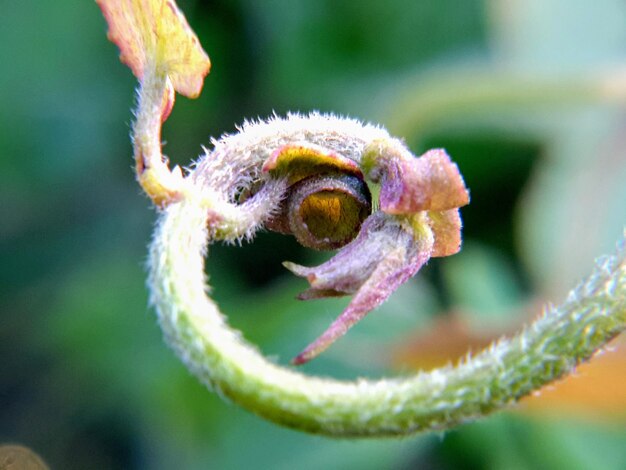 Close-up of insect on flower