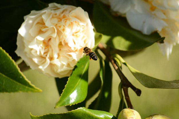 Photo close-up of insect on flower