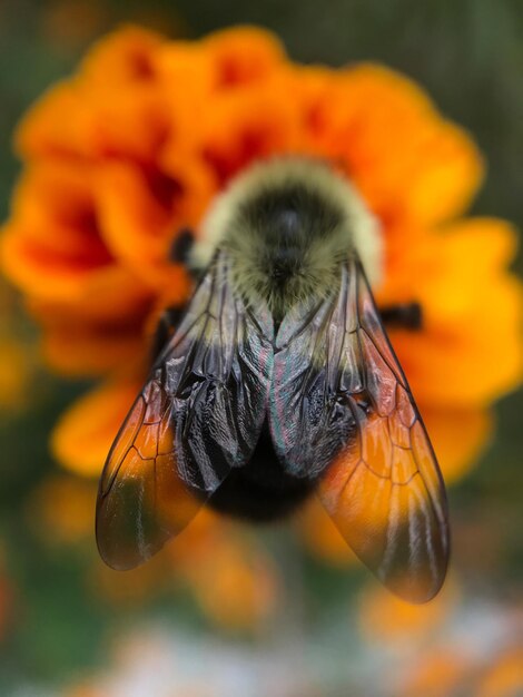 Close-up of insect on flower