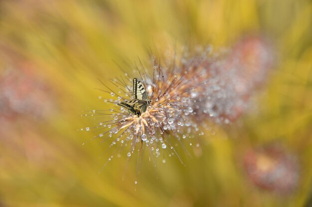 Close-up of insect on flower