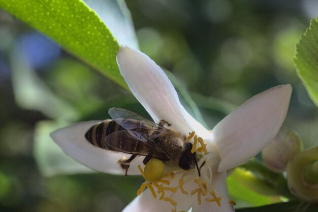 Close-up of insect on flower