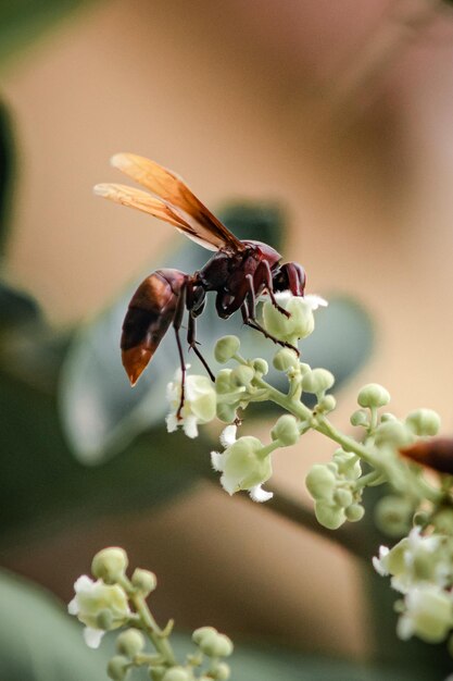 Photo close-up of insect on flower