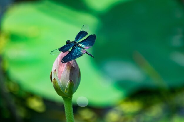 Photo close-up of insect on flower