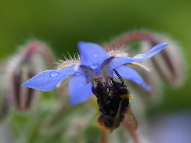 Photo close-up of insect on flower