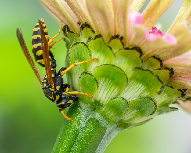 Photo close-up of insect on flower