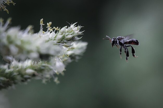 Close-up of insect on flower