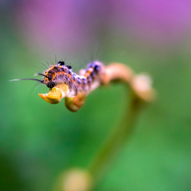 Close-up of insect on flower