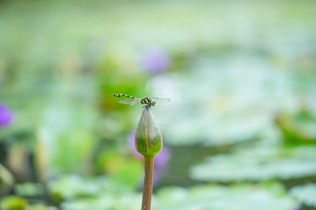 Foto prossimo piano di un insetto sul fiore