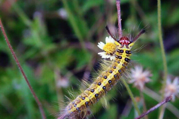 Close-up of insect on flower