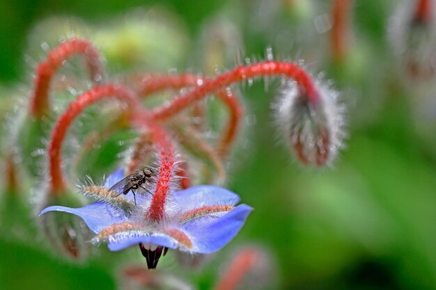 Photo close-up of insect on flower