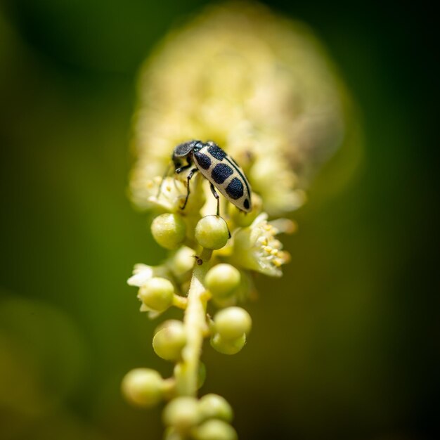 Close-up of insect on flower