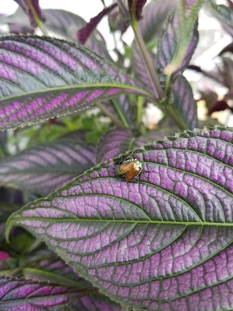 Foto prossimo piano di un insetto sul fiore