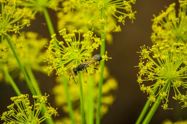 Photo close-up of insect on flower