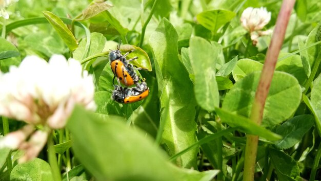 Close-up of insect on flower