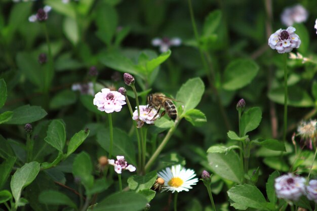 Close-up of insect on flower