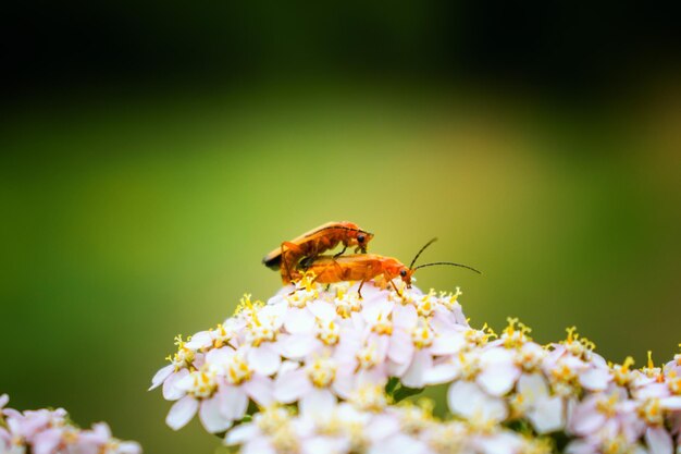 Close-up of insect on flower